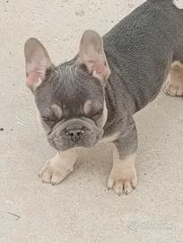 Bulldog francese lilac tan