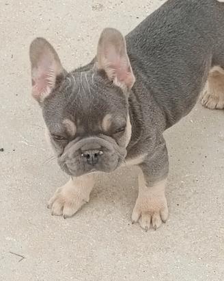 Bulldog francese lilac tan