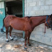 Cavallo quarter horse