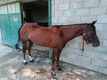 Cavallo quarter horse