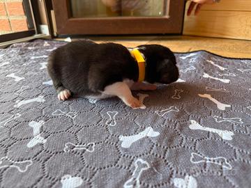 border collie 