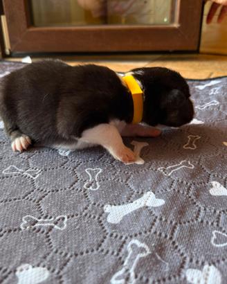border collie 