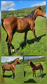 Puledro Salto Ostacoli 1 anno e 8 mesi