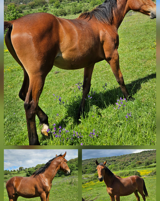 Puledro Salto Ostacoli 1 anno e 8 mesi