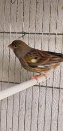 Coppia canarini con gabbia completa