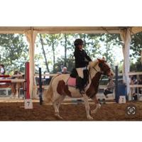 Pony bravissima