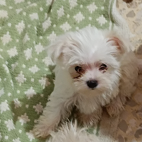 MORKIE TOY MASCHIO Bianco PRONTO