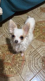 Chihuahua maschio di 2 anni