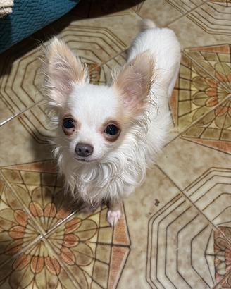 Chihuahua maschio di 2 anni