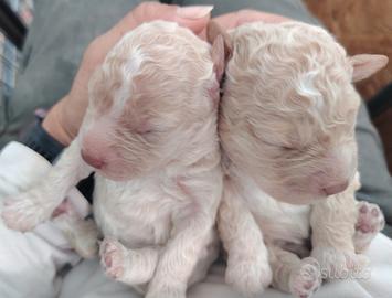 Cuccioli di Lagotto Romagnolo