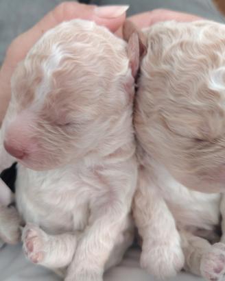 Cuccioli di Lagotto Romagnolo