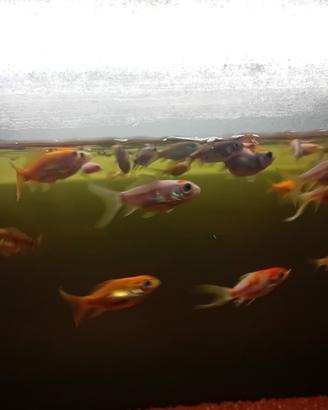Pesci Rossi e Pesci Cometa d'acquario e laghetto