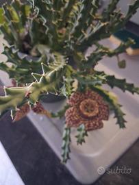 pianta grassa con fiori 