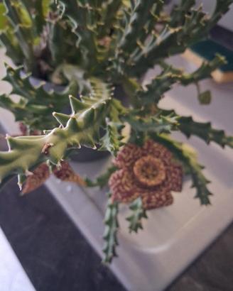 pianta grassa con fiori 