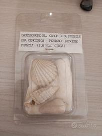 antichità 