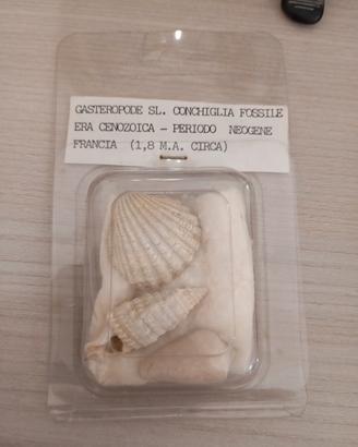 antichità 