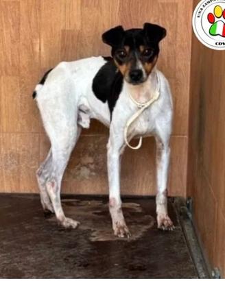 SNOW dolcissimo Bodeguero