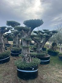 Piante di ulivo