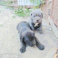 Cuccioli di cane corso