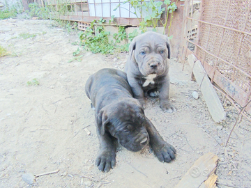 Cuccioli di cane corso