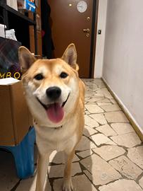 Shibainu di 3 anni
