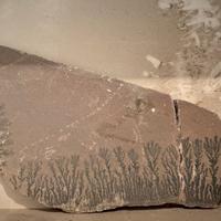 Pianta fossile