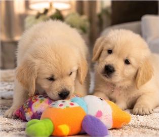 Golden Retriever - cuccioli maschi e femmine