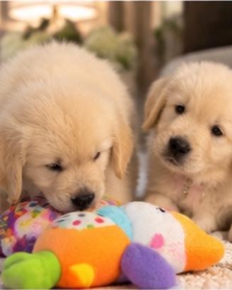 Golden Retriever - cuccioli maschi e femmine