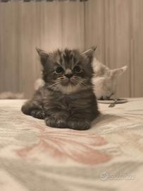 Splendidi gattini Maine coon con pedigree