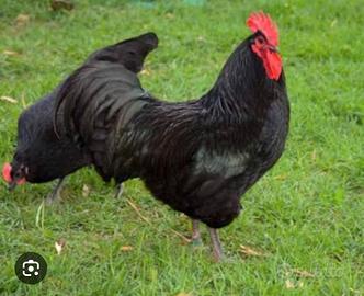 Coppia australorp