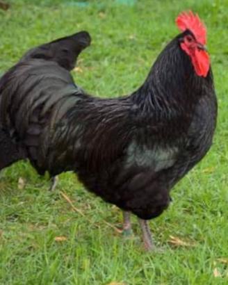 Coppia australorp