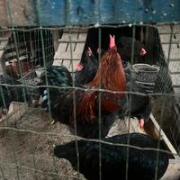 Marans