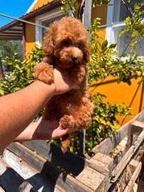Cuccioli di barboncino red