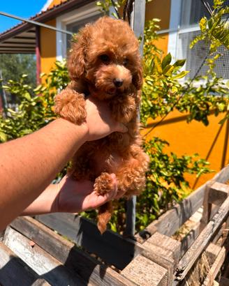 Cuccioli di barboncino red