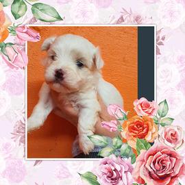 Maltese Toy