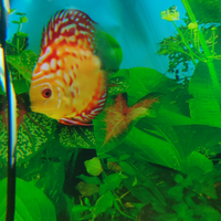 Discus pesce