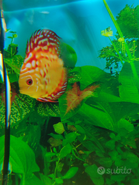 Discus pesce