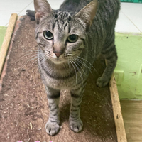 Coco gattina tigrata di 1 anno