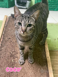 Coco gattina tigrata di 1 anno