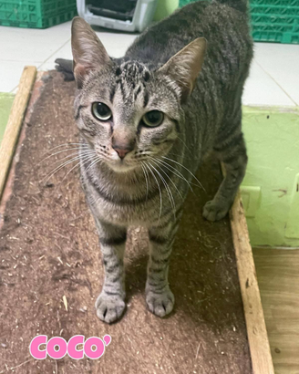 Coco gattina tigrata di 1 anno