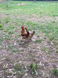 Gallo ruspante pesante