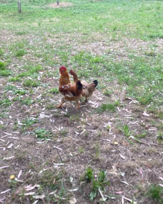 Gallo ruspante pesante