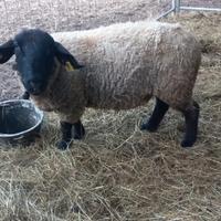 Montone saffolk arr/ arr