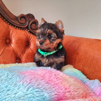 Yorkshire Terrier Maschio Pedigree