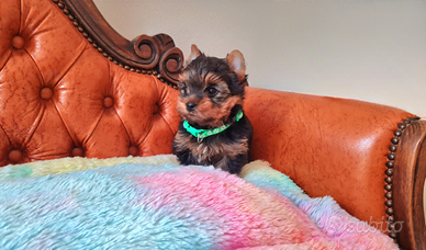 Yorkshire Terrier Maschio Pedigree
