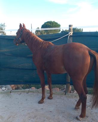 Puledro 