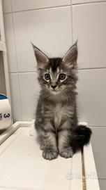 Maine coon