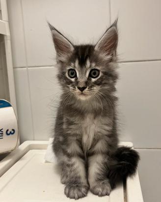 Maine coon