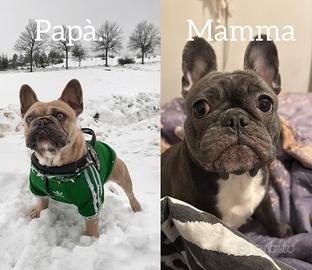 Bulldog francese cuccioli