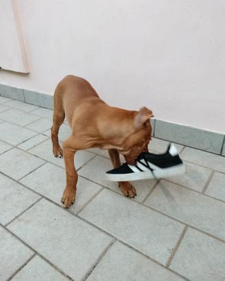 Povere ciabatte